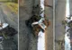 Scandalos. Linie continuă trasată peste un câine mort