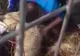Un câine a fost salvat de antrenorul Florin Bercean şi de judoka Violeta Dumitru