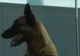 De necrezut ce a descoperit acest câine polițist la un control de rutină în tren!