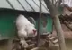 Imaginile care au şocat internetul! Cum arată cel mai mare cocoş din lume. "Seamănă cu un dinozaur"