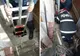 Intervenţie de urgenţă, la Constanţa - un căţeluş căzut într-o hazna adâncă, salvat 
