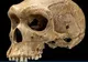 Un craniu de 400.000 de ani ar putea elucida  evoluția strămoșilor oamenilor în Europa