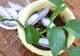 De ce să pui SĂPTĂMÂNAL cuburi de gheaţă la baza plantelor din ghiveci