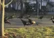 Înspăimântător! Cum se comportă o adunătură de curcani atunci când văd o pisică moartă 