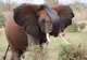 Un elefant şi-a ucis dresorul, în timp ce acesta îl spăla