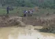 Tulburător! O turmă de elefanţi a fost ajutată să scape miraculos dintr-o tragedie de proporţii