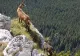 Previziune sumbră pentru fauna de pe Pământ. Cum va arăta planeta în anul 2100