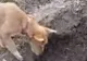 Imagini impresionante ale unui câine care își îngroapă fratele mort! 