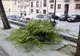 O fetiță de 12 ani din România, ucisă de un copac căzut în Toledo