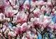 Cum se plantează corect MAGNOLIA. Trucuri pentru flori de invidiat