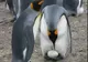 Par desprinse din filmele SF. Cum arată ouăle de pinguin fierte 