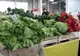 Mare atenţie! De ce verdeţurile de primavară ţinute la întuneric devin nocive