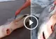 A văzut un rechin mort pe plajă, dar în burta lui ceva se mișca. Când l-a tăiat a rămas ȘOCAT