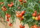 Metoda ușoară de a crește roșii mari și delicioase. Învață să le plantezi corect