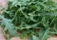 Ce este, de fapt, rucola? Obişnuim să face salate cu ea, însă această plantă nu...