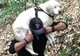 Labrador orb salvat din întâmplare după ce s-a pierdut în pădure. Salvatorul a refuzat recompensa