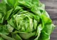 Salata verde. Ce se întâmplă dacă mănânci salată verde pe stomacul gol. Efectul este de neimaginat