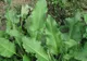 Ce este, de fapt, ŞTEVIA, planta care se găseşte în toate pieţele în această perioadă. Mai cumperi?