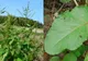 Ce este, de fapt, dragaveiul, planta pe care multă lume o confundă cu ștevia