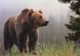 A salvat un pui de urs rămas orfan. După 6 ani, animalul i-a făcut ceva teribil!