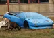 Au găsit un Lamborghini pe un câmp. Au vrut să-l ia, dar ce au văzut înăuntru i-a făcut să FUGĂ