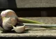 A pus un căţel de usturoi sub pernă şi a dormit aşa o lună întreagă! Ce i s-a întâmplat la final