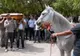 Scene şocante surprinse la o înmormântare! Ce a făcut calul defunctului când s-a apropiat de sicriu