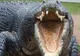 Au ucis crocodilul prea târziu. Ce au găsit în stomacul monstrului. ȘOC: îl căutau de mult timp
