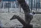 Nașterea unui pui de girafă transmisă LIVE (VIDEO)