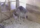 VIDEO. Peste un milion de oameni au urmărit o girafă care a dat naştere puiului său