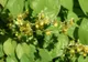 Această PLANTĂ este mai puternică decât VIAGRA! Efectele i-au uimit până şi pe medici!