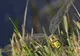 Comportament nemaiîntâlnit! Cum acţionează acestă insectă atunci când vrea să scape de un mascul