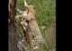 De ce leoparzii mănâncă întotdeauna în copaci