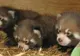 Uimitor! Tripleți de panda roșu născuți în captivitate