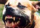 Fetiţă de doi ani, atacată de un pitbull la locul de joacă. Fiara i-a prins tot capul între dinţi