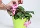 3 ingrediente care îţi readuc la viaţă florile ofilite