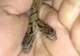 O creatură foarte bizară a fost găsită într-o pădure. Oamenii au rămas înlemniți: ”Are două capete!”