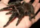 Trăieşte cu 1500 de tarantule şi a investit enorm în visul ei! Cât timp îi ia să le îngrijească