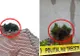 Mai ţineţi minte scandalul ursului împuşcat în Sibiu? Şeful Poliţiei, detaşat atunci, a fost...