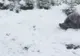 A nins ca-n poveşti la munte! Imagini virale cu un urs care se rostogoleşte în zăpadă