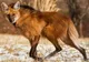Specie nouă sau anomalie genetică? Această creatură uimește comunitatea științifică