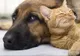 Ce zodie este animalul tău de companie? Iată care sunt principalele sale trăsături