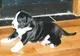 A crezut că adoptă un căţel din rasa Jack Russell terrier.Dar a crescut şi ŞOC!În ce s-a transformat