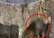 Au zis că măgăriţa tocmai a fătat. Când s-au uitat mai bine ce animal avea, au ÎNCREMENIT