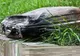 Se plimba prin parc când a văzut valiza veche pe jos. A deschis-o și pur și simplu s-a prăbușit