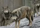 Incredibil! Un lup sălbatic a fost capturat pe aleile unui parc dintr-un mare oraș din România