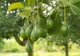 Vești rele pentru iubitorii de avocado. Ce se întâmplă cu acest fruct