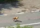 Accident provocat de un câine. Mama şi cei doi copii au fost răniţi 