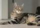 Jack Spintecătorul în variantă felină. Un criminal în serie care ucide pisici a ÎNGROZIT Londra