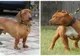 Cum arată corcitura dintre un câine din rasa pitbull şi un "şoricar". Trebuie să vezi asta!